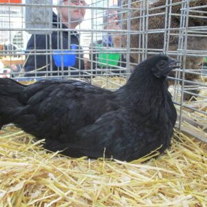 Ayam Cemani Hen