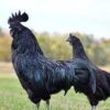 Ayam Cemani